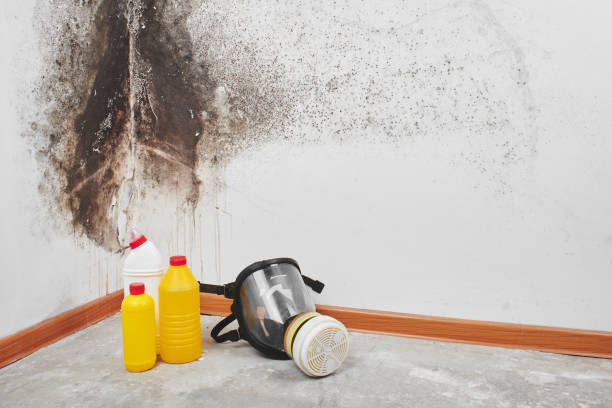 Best Preventive Mold Services in Columbia Falls, MT